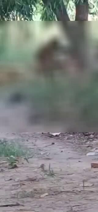 4ettPeG1IPGhC0BO.jpg