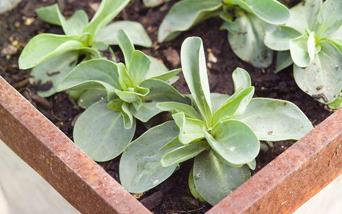how to grow lisianthus from seed.jpg