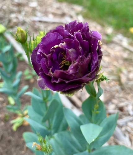 purple lisianthus.jpg