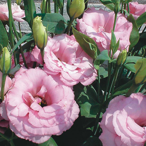 how to grow lisianthus from seed (1).jpg