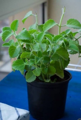 ajwain trachyspermum ammi juani.jpg