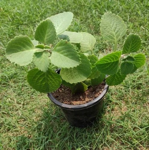 trachyspermum ammi ajwain 40 pla.jpg