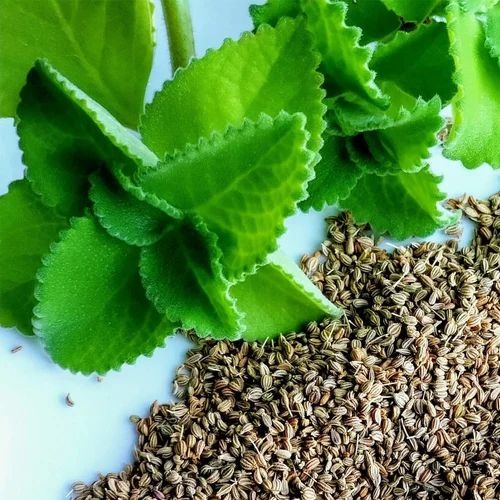 ajwain 500x500.jpg