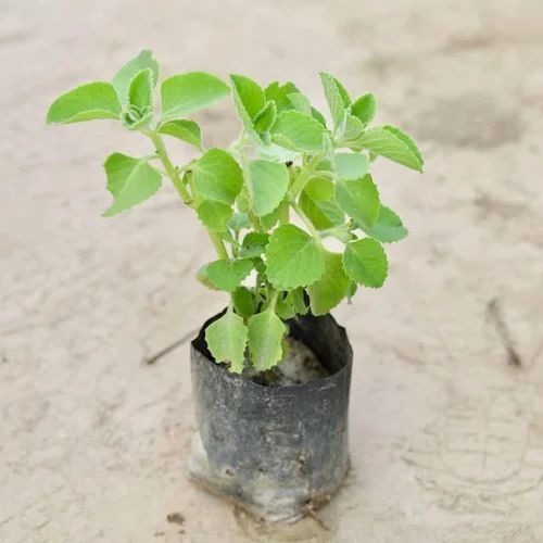 1702118078199 sku 1459 0 500x500.jpg