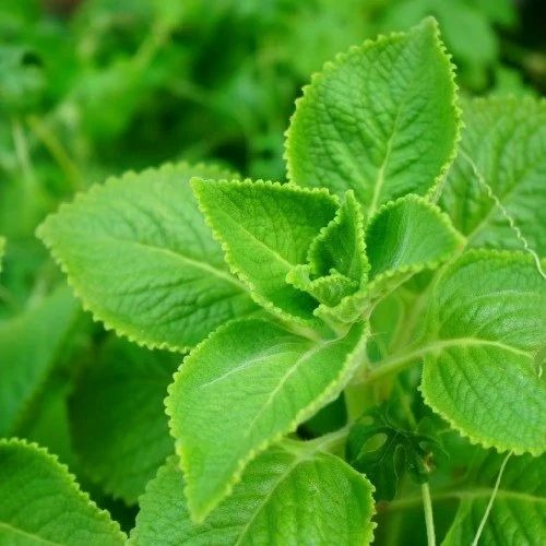 karpooravalli ajwain leaf powder.jpg