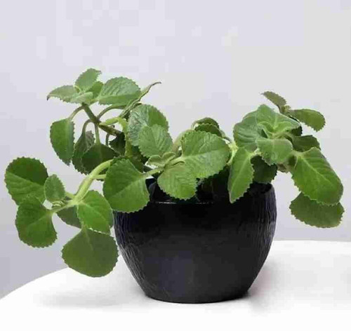 perennial no yes green ajw 1 pot.jpg