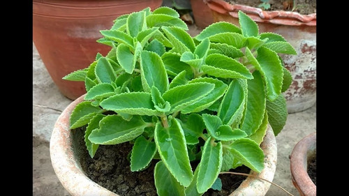 ajwain plant.jpg