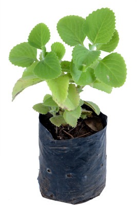 live ajwain herb plant in pot 1.jpg