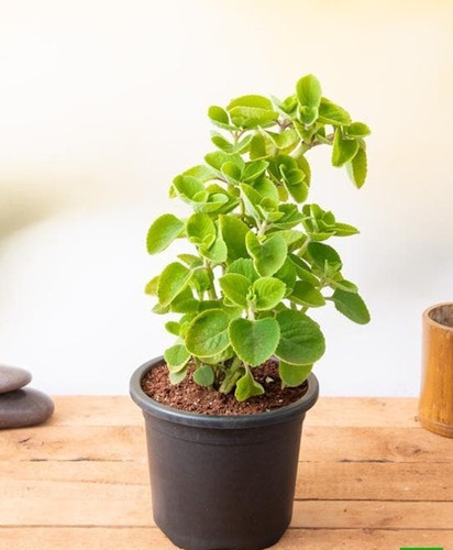 no annual no ajvain 1 1 pot ajwa.jpg