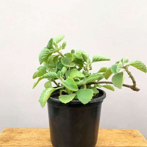 ajwain herbal plant (1).jpg