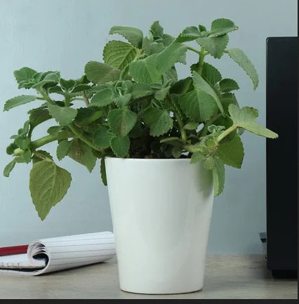 potted ajwain plant 500x500.jpg