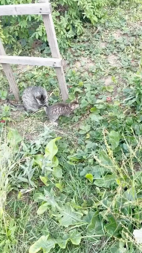 VHImmai 6VyoYspT.jpg