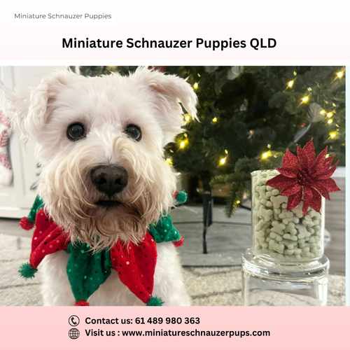 Miniature Schnauzer Puppies QLD.png