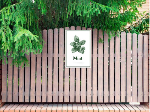 mint 002 2.jpg