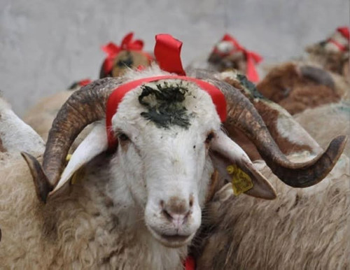 504156816 1260926759368150 6783173194455158157 n.jpg?stp=dst jpg p180x540 tt6& nc cat=104&ccb=1 7& n.jpg