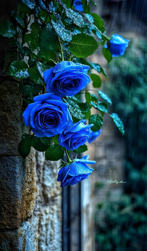 freepik enhance 37197.jpg