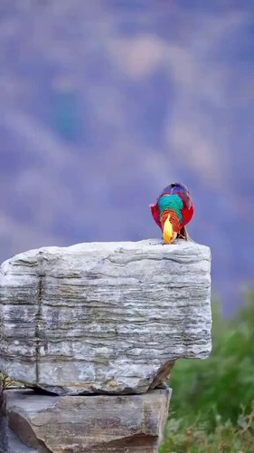 IVjqR59 cQL2Gxvo.jpg