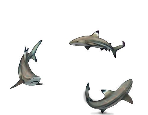 shark comm nb.png