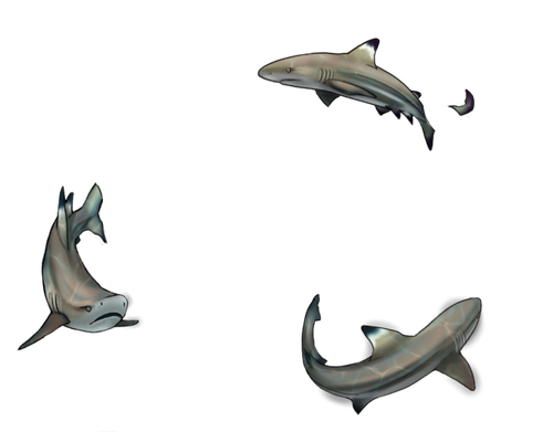 shark comm kind.png