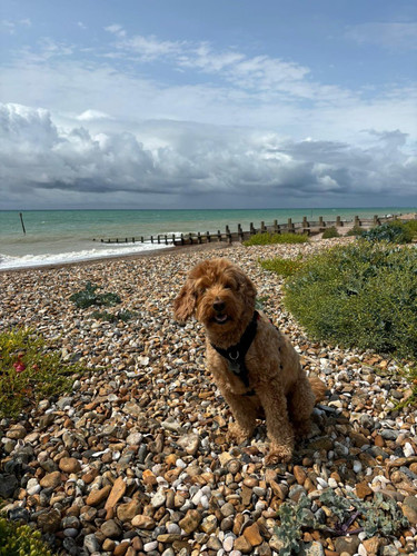 Gs2GRExXgAEpUP6.jpg