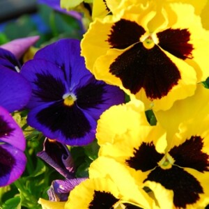 macuhica 300x300.jpg