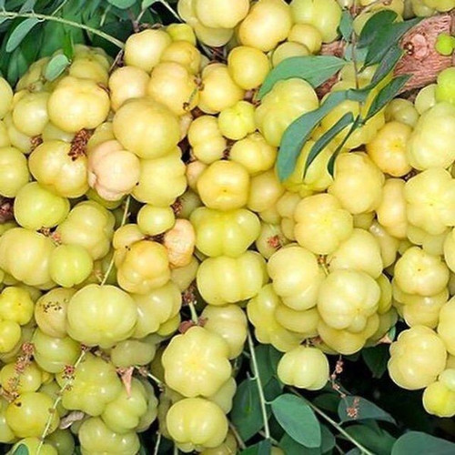 no perennial yes star goseberry (1).jpg