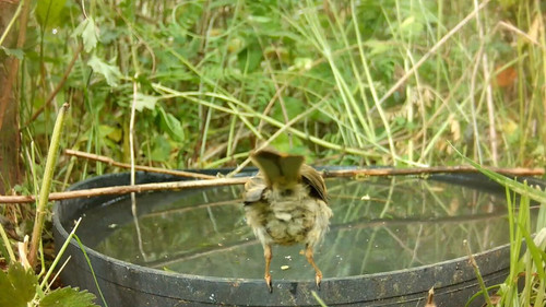 sgzTBH55E iwadqd.jpg