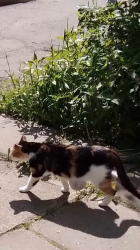 2CaJztUJo v34p03.jpg