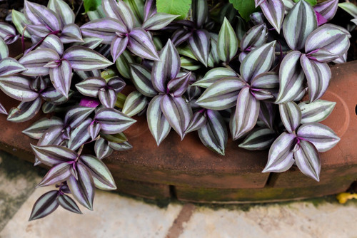 tradescantia zebrina.jpg