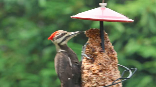 ZL3W1Oye7MY MH0c.jpg