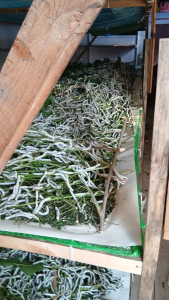 504937917 652195617801950 3307590486390177133 n.jpg?stp=dst jpg s600x600 tt6& nc cat=103&ccb=1 7& nc.jpg