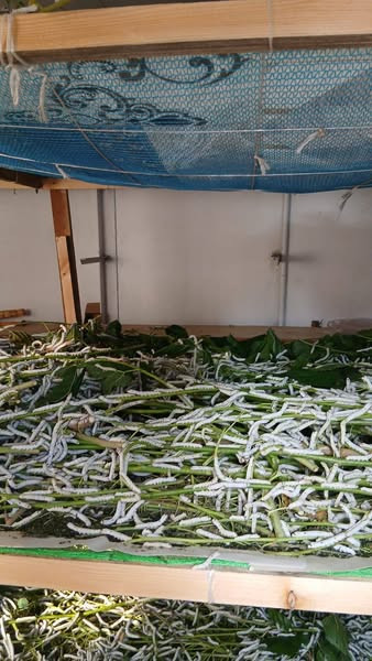 503714777 652195787801933 3490744347166225141 n.jpg?stp=dst jpg s600x600 tt6& nc cat=103&ccb=1 7& nc.jpg