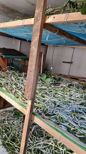 503424269 652195671135278 7775832707309802810 n.jpg?stp=dst jpg s600x600 tt6& nc cat=106&ccb=1 7& nc.jpg