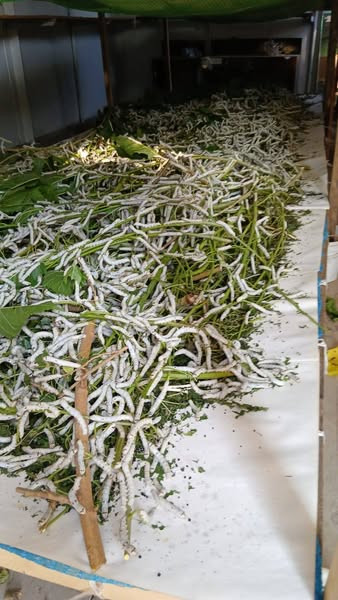 504827994 652195571135288 3859736106393439864 n.jpg?stp=dst jpg s600x600 tt6& nc cat=107&ccb=1 7& nc.jpg