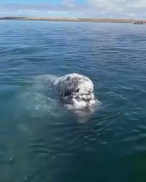 ulCUxUc cmg8gal4.jpg