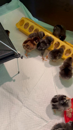 S TL8NOgPAmZ5s9n.jpg