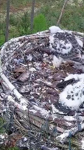 VrKXv 2g97lRuts5.jpg