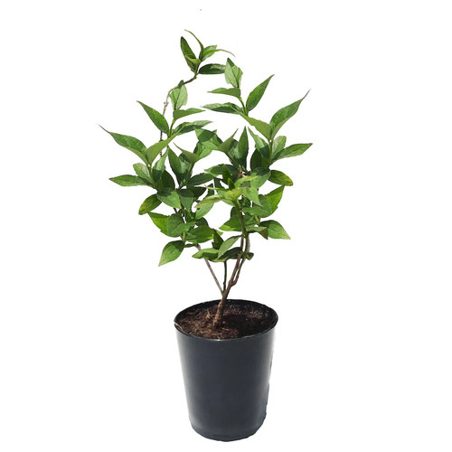 hn organics harsingar parijat pl.jpg