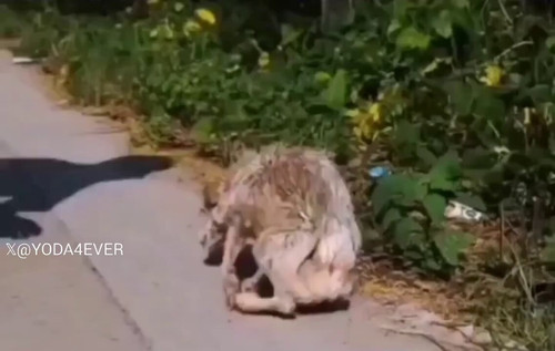 rQa7edLGHGcn Asa.jpg