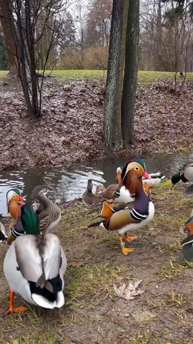 9OIKlZsuECTitFKu.jpg