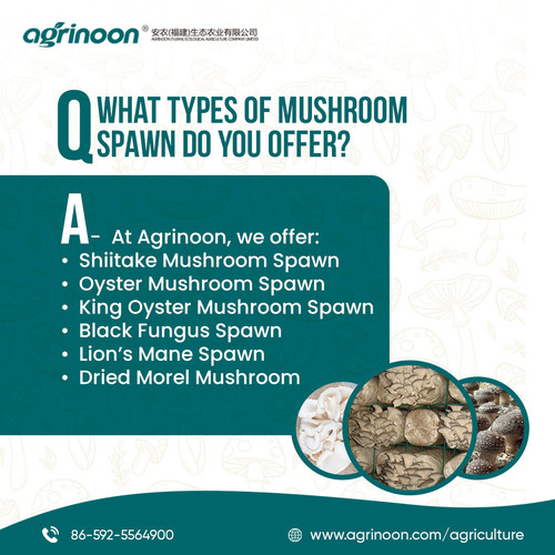 The right spawn is the seed of success in mushroom farming..jpg