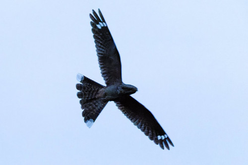 Gs139SxWkAAC7wZ.jpg