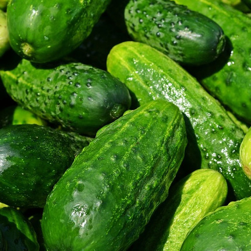 cucumber.jpg