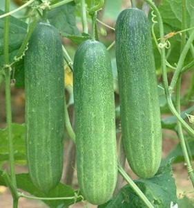 50 cucumber f1 hybrid seeds with.jpg