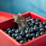 www.naked-ai.art - A red box of blue berries with a rat dancing inside