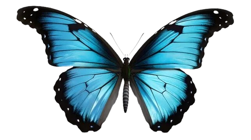 IMG 1393 removebg preview.png