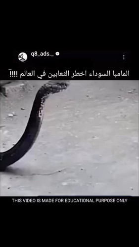 dHs7GZl6Mupns8C9.jpg