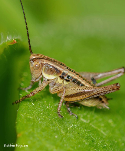 GsyHi97XoAAVM7P.jpg