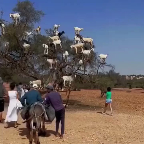 wmMMk3uv43XACY a.jpg