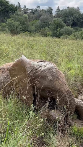 XUg QYXh tupvjbe.jpg